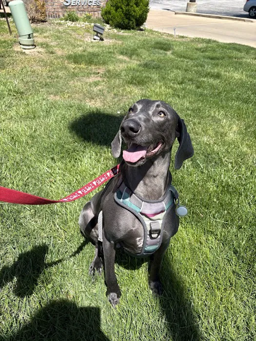 Veterinary Specialty Services Picture 4