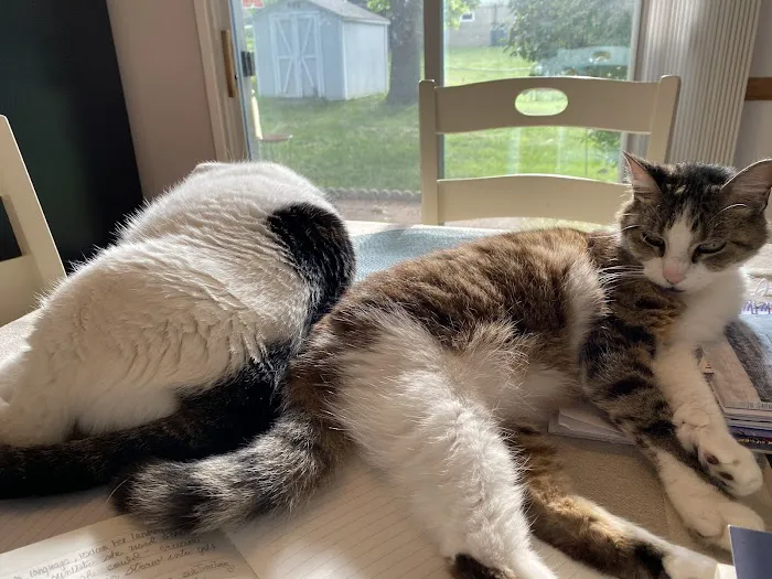 Veterinary Specialty Services Picture 10