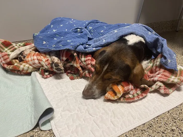 Veterinary Specialty Services Picture 9