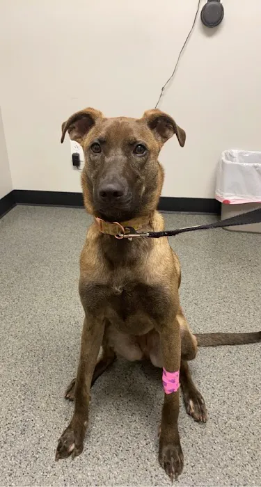 County Animal Hospital Picture 2