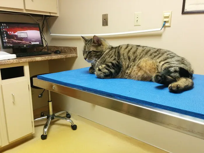 County Animal Hospital Picture 6