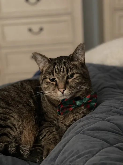 County Animal Hospital Picture 4