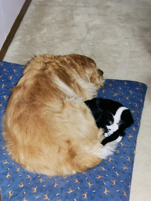 County Animal Hospital Picture 8