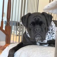 Saint Louis Veterinary Radiology Associates ico