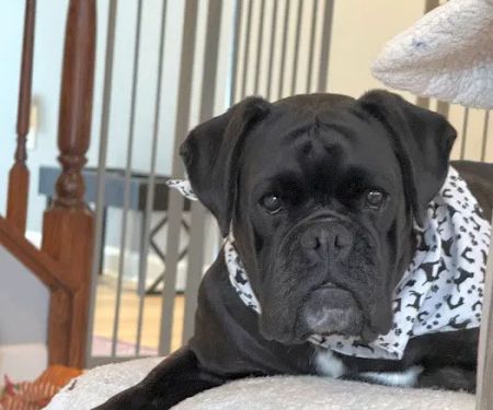 Saint Louis Veterinary Radiology Associates