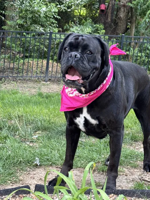 Saint Louis Veterinary Radiology Associates Picture 2