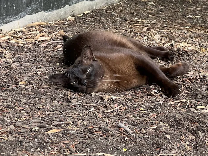 Saint Louis Veterinary Radiology Associates Picture 4