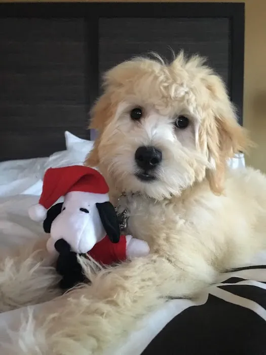 Saint Louis Veterinary Radiology Associates Picture 8