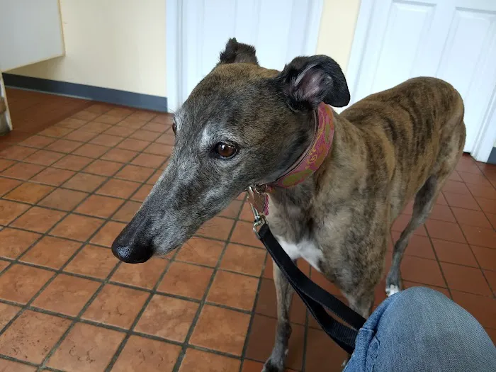 Sulphur Springs Veterinary Clinic LLC Picture 3