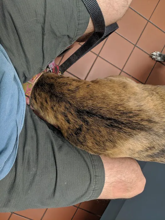 Sulphur Springs Veterinary Clinic LLC Picture 8