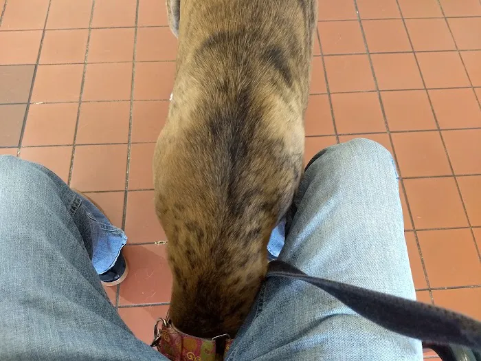 Sulphur Springs Veterinary Clinic LLC Picture 6