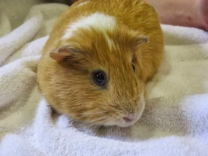 Tri-City Animal & Bird Clinic Picture 1