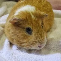 Tri-City Animal & Bird Clinic ico