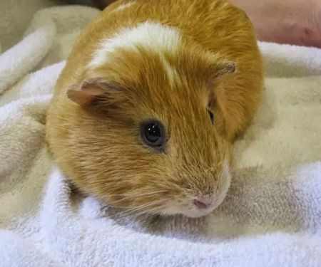 Tri-City Animal & Bird Clinic