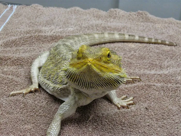 Tri-City Animal & Bird Clinic Picture 10