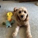 McCauley Animal Clinic