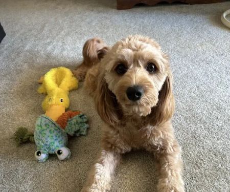 McCauley Animal Clinic