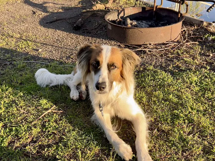 McCauley Animal Clinic Picture 4