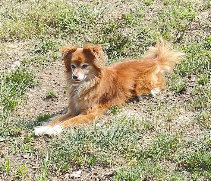 McCauley Animal Clinic Picture 6