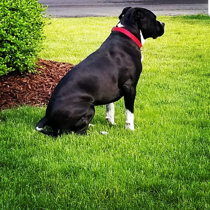 McCauley Animal Clinic Picture 7