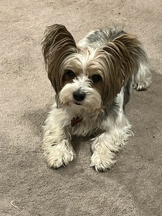 Fischer Animal Hospital: Briscoe Jill M DVM Picture 1