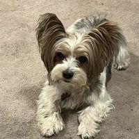 Fischer Animal Hospital: Briscoe Jill M DVM ico