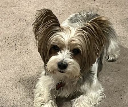 Fischer Animal Hospital: Briscoe Jill M DVM