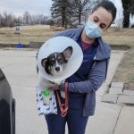 Arch Animal Hospital West