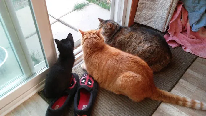 Arch Animal Hospital West Picture 5