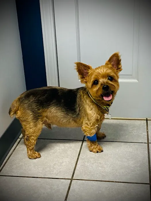 Arch Animal Hospital West Picture 6