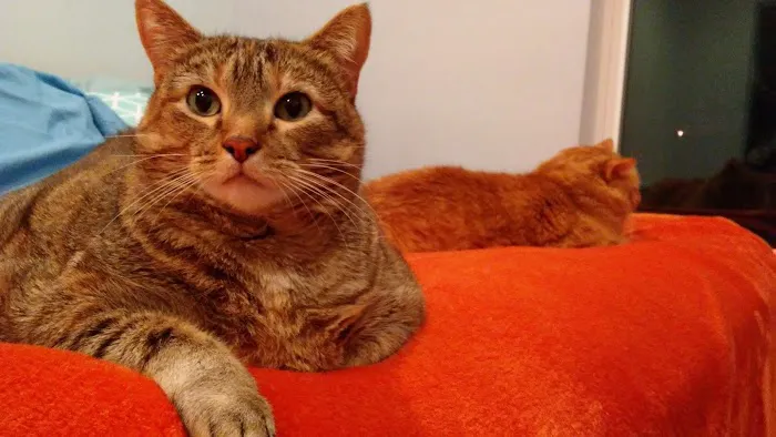 Arch Animal Hospital West Picture 3