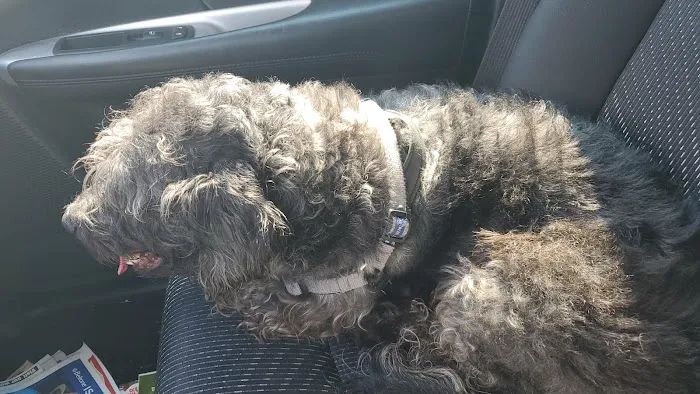 Arch Animal Hospital West Picture 2