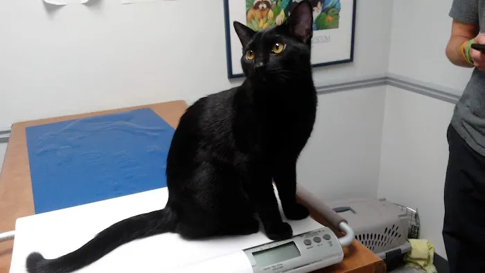 Arch Animal Hospital West Picture 4