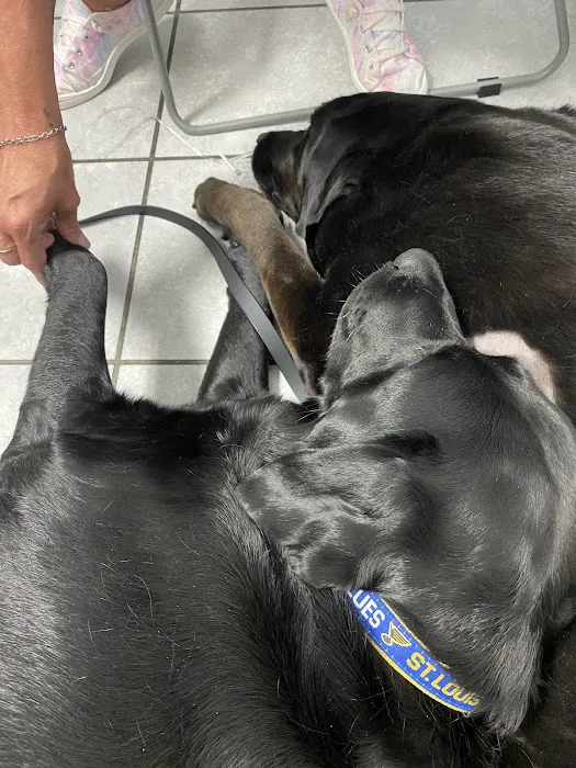 Arch Animal Hospital West Picture 7