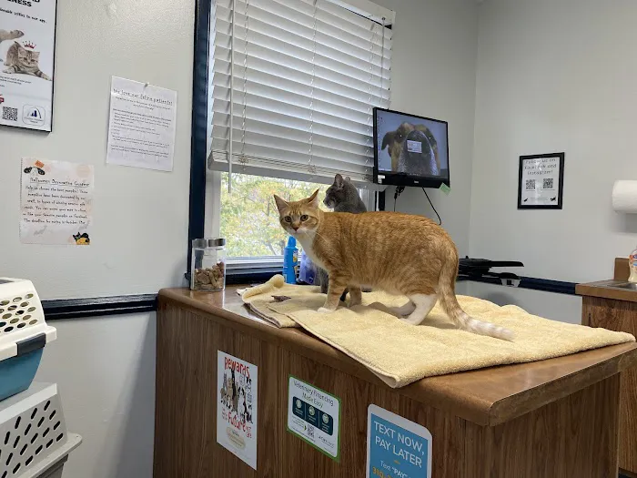 Arch Animal Hospital West Picture 8