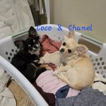 Vetco Total Care Animal Hospital