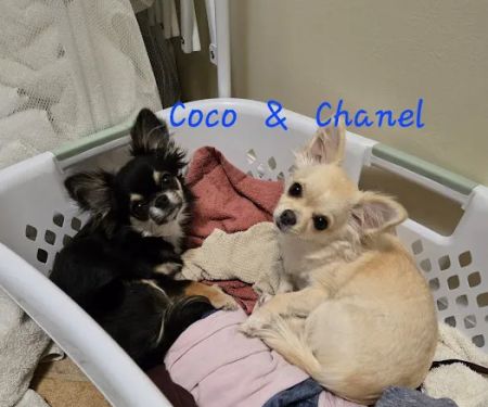 Vetco Total Care Animal Hospital