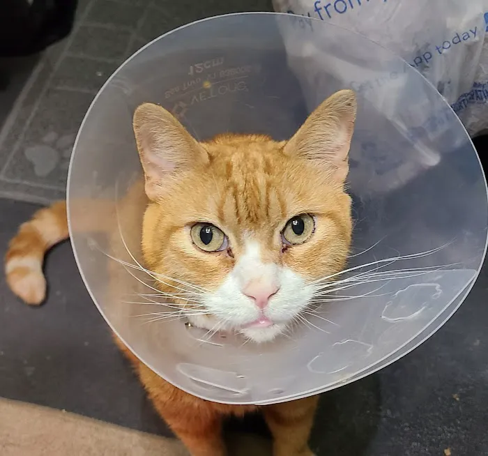 Vetco Total Care Animal Hospital Picture 6