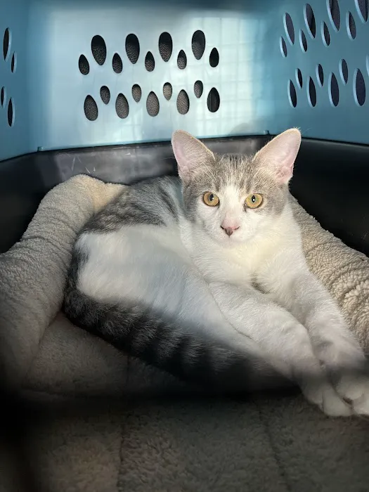 Vetco Total Care Animal Hospital Picture 7