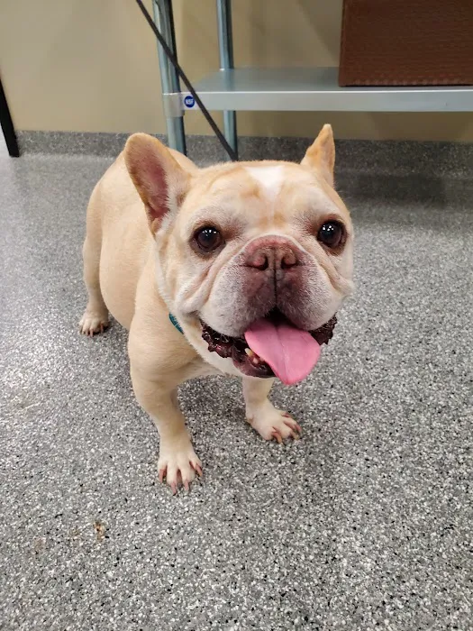 Cottleville Animal Hospital Picture 5