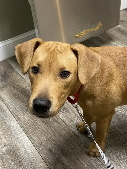 Cottleville Animal Hospital Picture 3