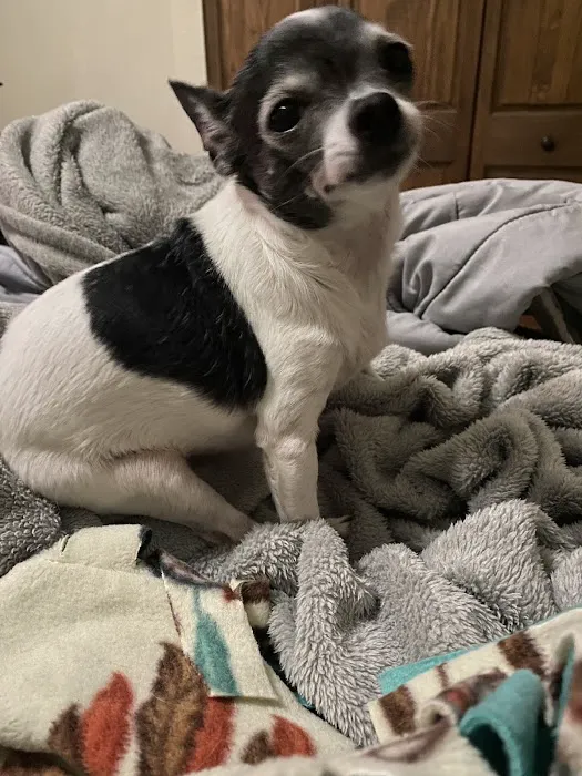 Red Barn Veterinary Services Picture 4