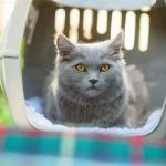 Traveling with Pets: Keeping Dogs and Cats Comfortable and Healthy