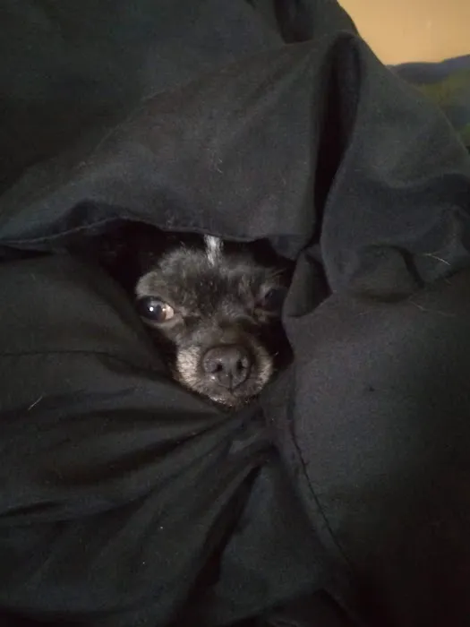 Red Barn Veterinary Services Picture 1