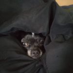 Red Barn Veterinary Services