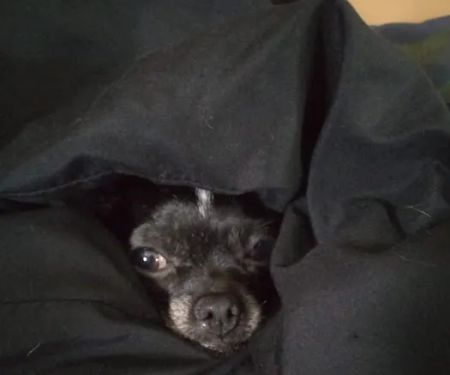 Red Barn Veterinary Services