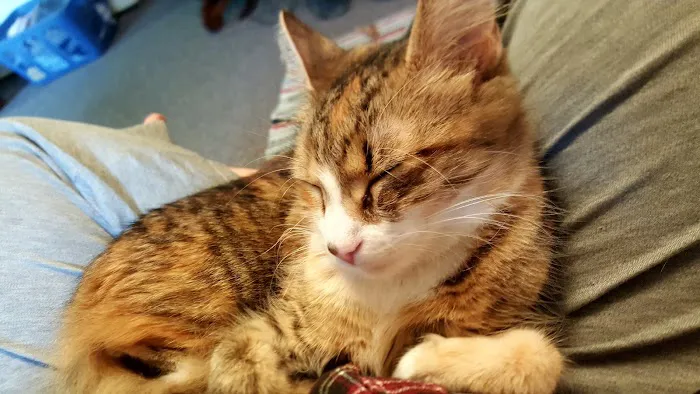 Red Barn Veterinary Services Picture 5