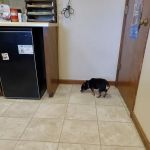 Northeast Veterinary Services Inc