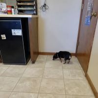 Northeast Veterinary Services Inc ico