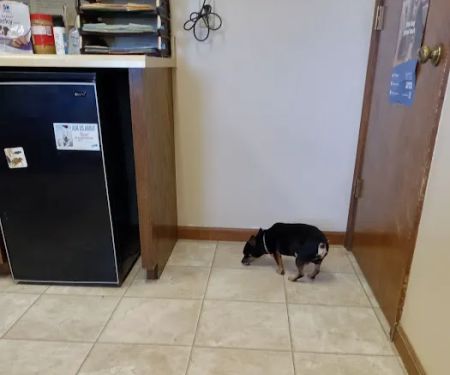 Northeast Veterinary Services Inc